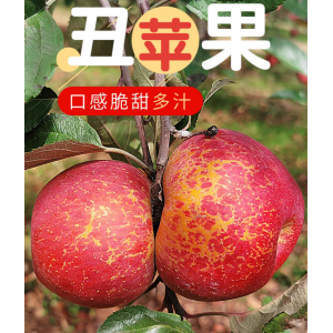 正宗四川大凉山丑苹果新鲜盐源丑苹果当季水果整箱