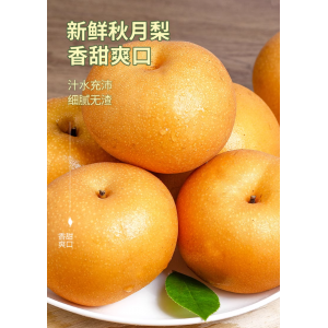 山东秋月梨礼盒装新鲜梨子水果脆甜包邮